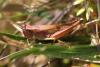Pseudochorthippus parallelus parallelus